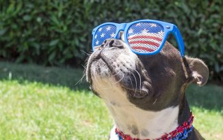 Suffolk SPCA Offers Fourth of July Safety Tips for Pets