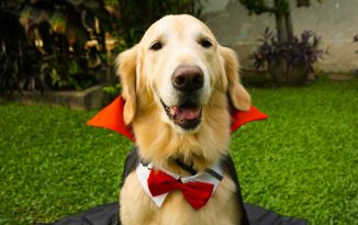 Nassau Barkfest Goes Virtual – Submissions for Annual Canine Costume Contest Open