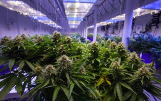 Governor Cuomo and Legislative Leaders Announce Agreement to Legalize Adult-Use Cannabis