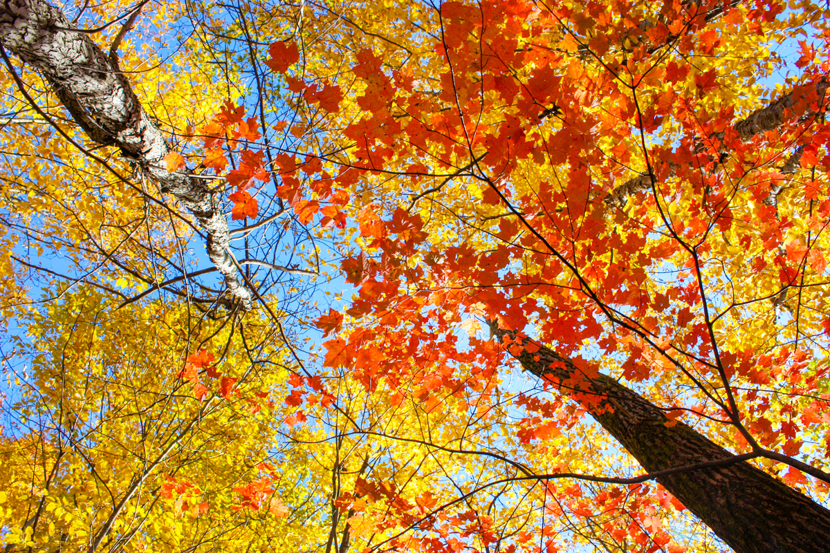 Governor Hochul Announces the Start of 2022 Fall Foliage and Travel ...