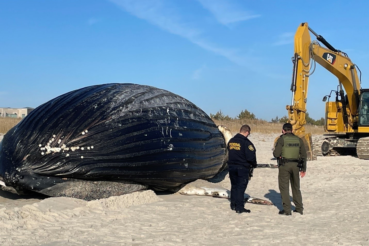 Department of Environmental Conservation Gives Update on Humpback Whale