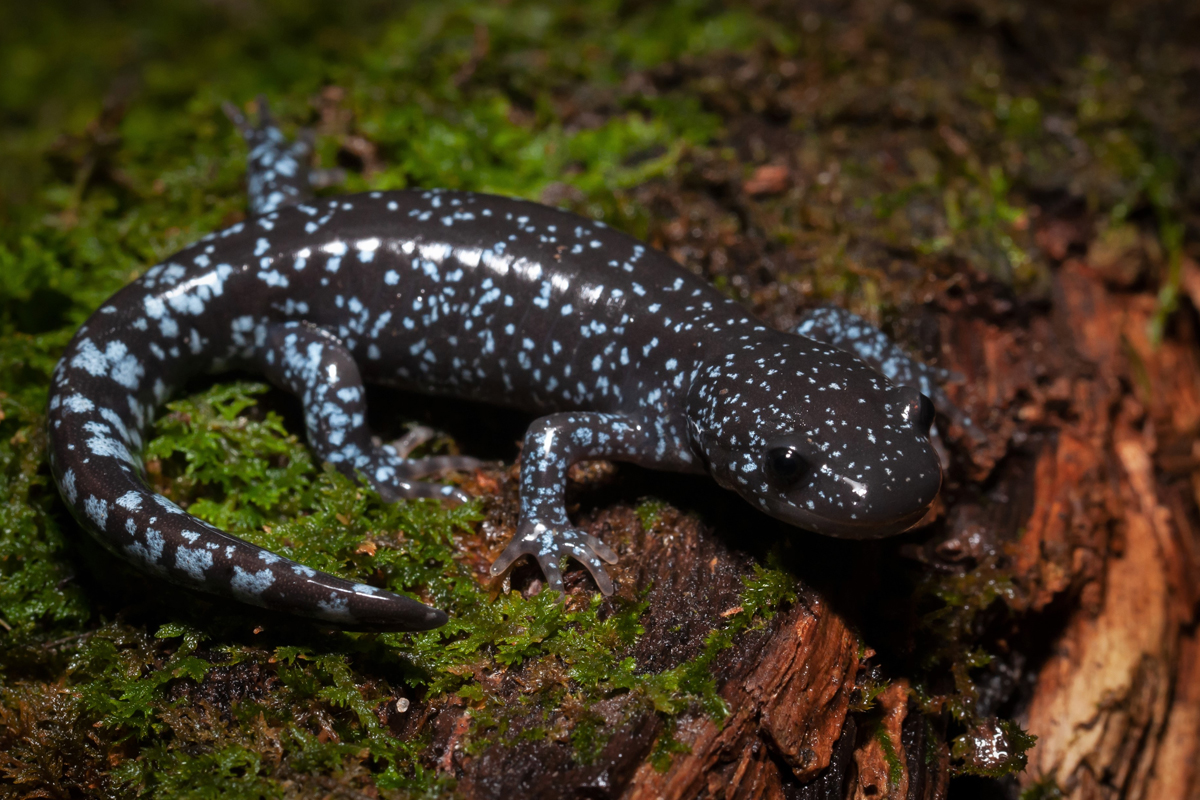 Search Andy Leads in Bridgehampton Night Blue-Spotted Herpetologist Salamander Sabin