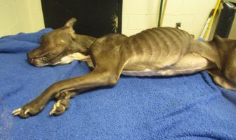 Suffolk County SPCA Charges Lake Ronkonkoma Man Abandoning Severely Emaciated Dog