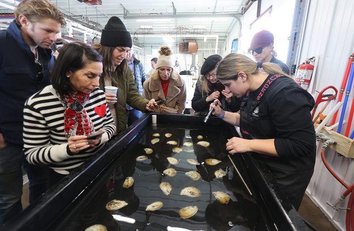 Long Island Shellfish Celebrate Valentine’s Day At Annual Spawning ...