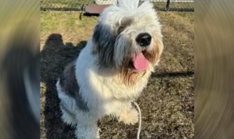 SPCA: Brentwood Woman Hit with Multiple Animal Cruelty Charges After Leaving Her Dog Out in a Snowstorm