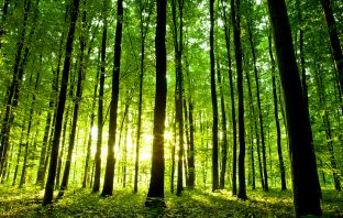 Governor Hochul Announces $1.35 Million Available To Protect New York Forests