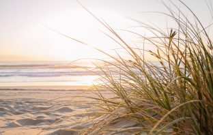 Volunteers Wanted for Dune Grass Planting Day at TOBAY Beach