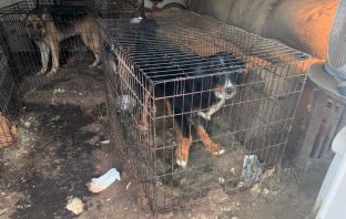 SPCA: Ronkonkoma Woman Charged with Multiple Counts of Animal Cruelty for Keeping 49 Animals in Horrifically Unsanitary Environment
