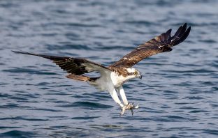 Town & PSEG Long Island Team up to Save Protected Species in Oyster Bay