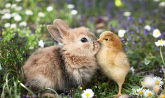 “Baby Animal Day” on Saturday, May 11 at Suffolk County Farm in Yaphank