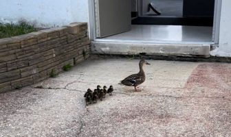 Caught on Video: NYS DEC Officers Rescue Mother Duck and Ducklings Trapped in Amityville School Courtyard