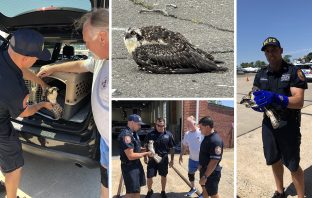 Nassau County Police Rescue Injured Osprey Discovered on Roadside in East Rockaway