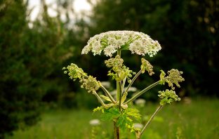 Study: New York Has the 2nd Most Invasive Plant Species