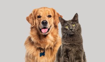 Free Animal Adoption Month this September at Town of Oyster Bay Animal Shelter