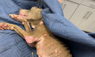 SPCA: Port Jefferson Station Man Charged with Animal Cruelty for Horrifically Neglecting His Dog
