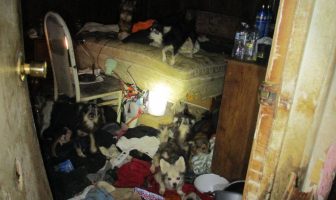 Suffolk SPCA: Centereach Man Charged after Forcing His Eleven Dogs to Live in Horrifically Filthy Conditions