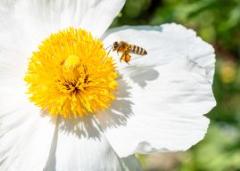Attorney General James Awards $3.7 Million from Bayer CropScience and Monsanto Settlement to Support Pollinator Conservation